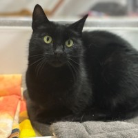 Photo of Panther