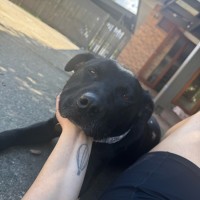 Photo of Gilian*** Crate, Toilet And House Trained