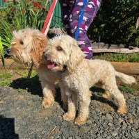 Photo of Bubble And Squeak