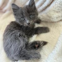 Photo of Hamilton 💙