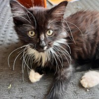 Photo of Gilbert 💙