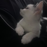 Photo of Skittles And Parkway 😸