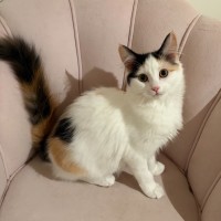 Photo of Scout