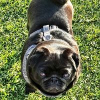 Photo of Ce Ce Pug