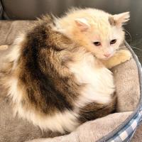 Photo of Shimmer