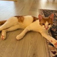 Photo of Banjo