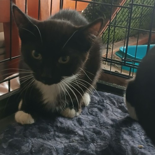 Artticus *9 Lives Project Rescue* - Domestic Short Hair (DSH) Cat