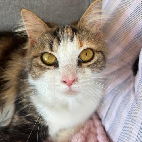 Millie - Domestic Medium Hair (DMH) Cat
