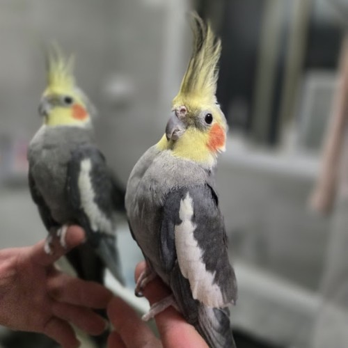 Harvey -  Bird