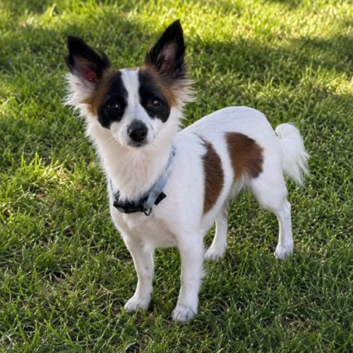 Salamai - Fox Terrier (Miniature) Dog