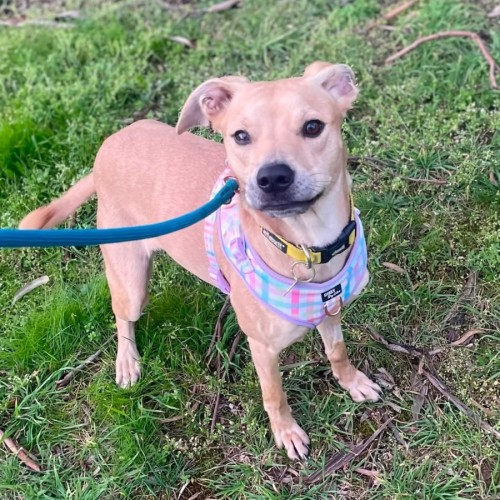 Kanda - Staffordshire Bull Terrier x Whippet Dog