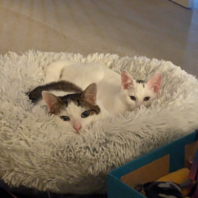 Photo of Merlin   Located In Wallan