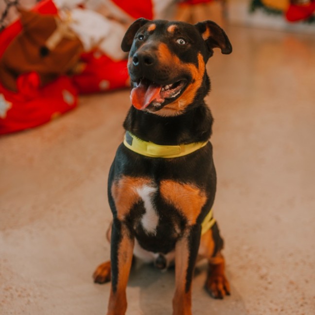 Photo of Dozer