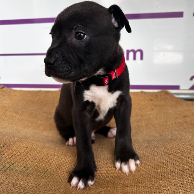 Photo of D1099 Harvey