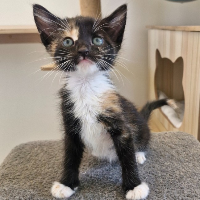 Photo of C1515 Shelly