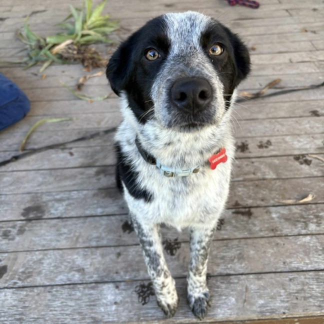 Photo of Patches