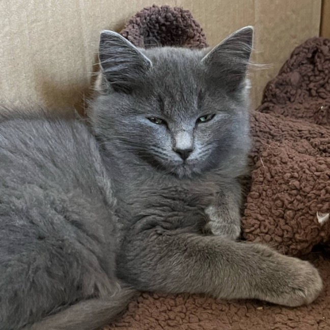 Photo of Opal & Sapphire