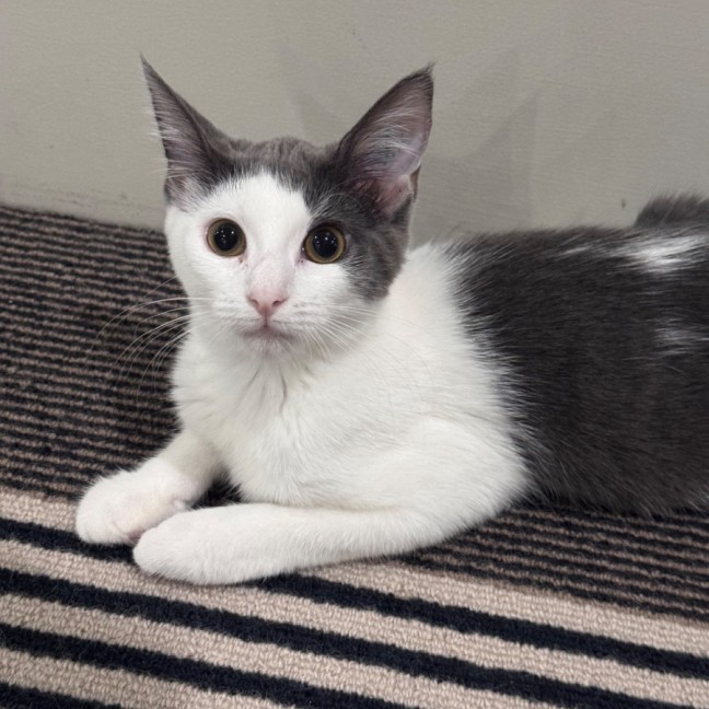 Photo of Evan & Evie