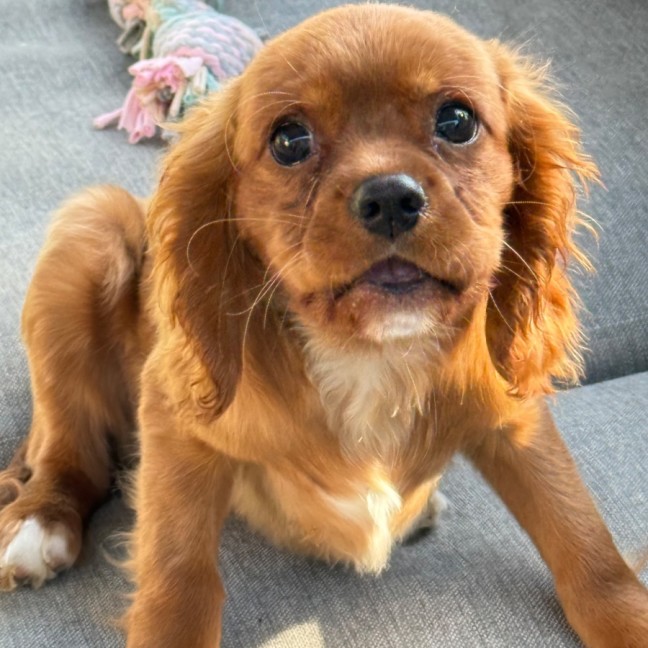 Photo of Wesley