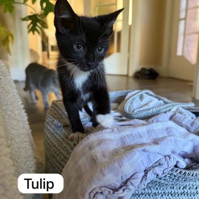 Photo of Flower Pot Three