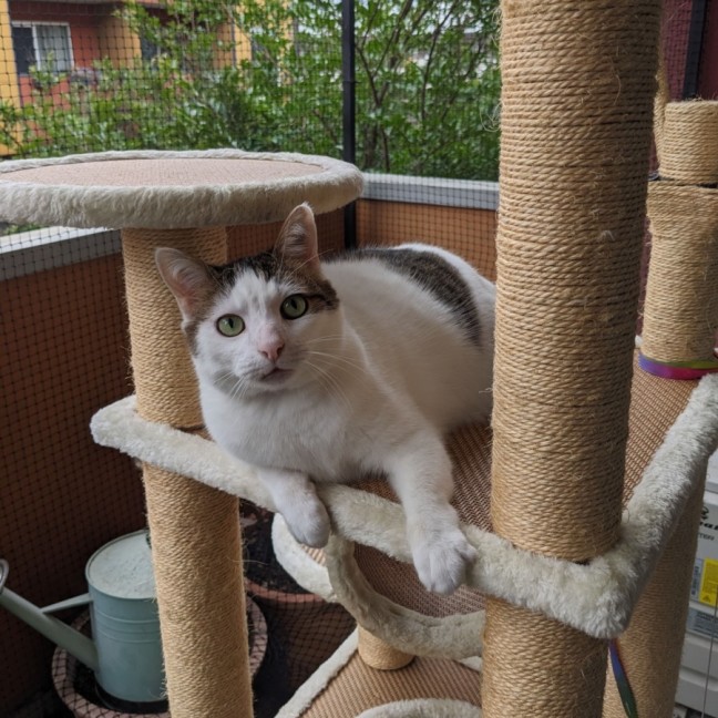 Photo of Merlin   Located In Wallan