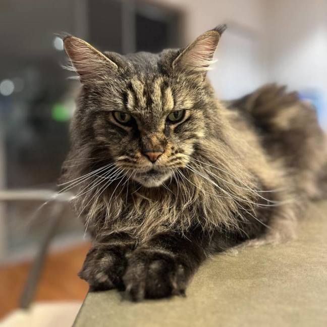 Photo of 💛 Zeppelin 💛