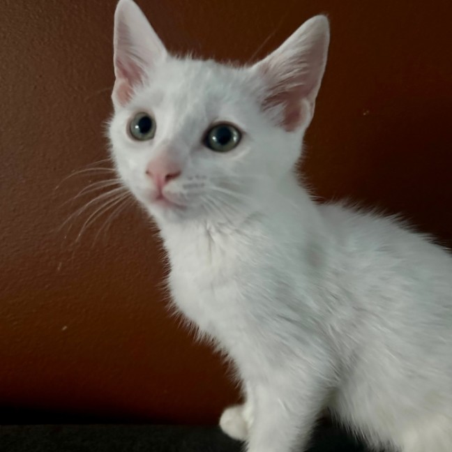 Photo of Coconut