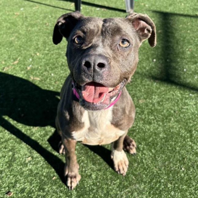 Photo of Spooky Imp 1699