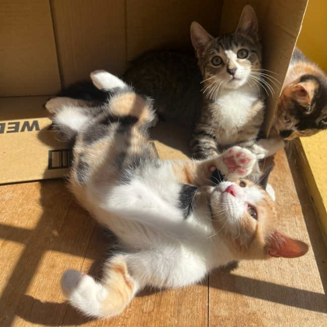 Photo of Pebbles & Carter