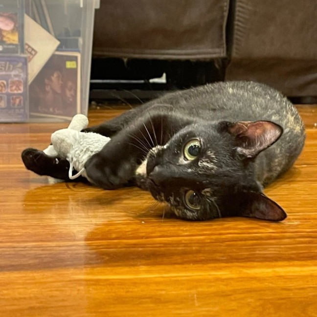 Photo of Shadow