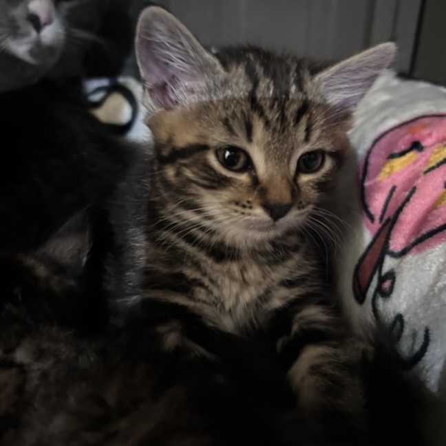 Photo of Nutella Storm 🍦 