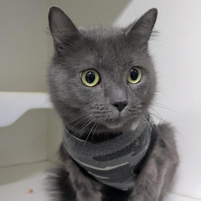 Photo of 🍊 Clementine 7164 🍊
