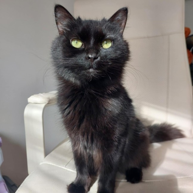 Photo of Eclipse 🖤