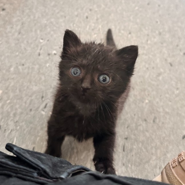 Photo of Buttercup 🖤