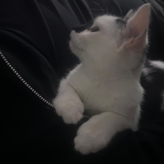 Photo of Skittles And Parkway 😸