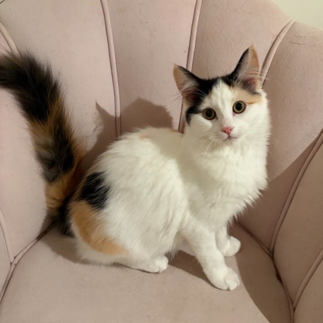 Photo of Scout