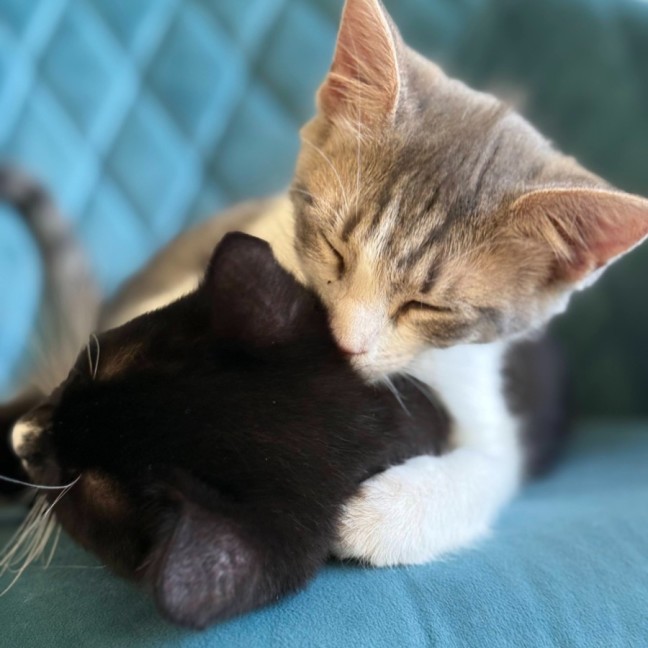 Photo of Daisy Mae & Frankie ^Dandy Cat Rescue^