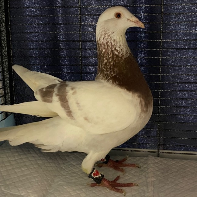 Photo of Cupid’s Arrow 