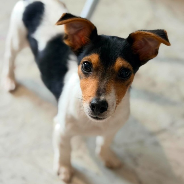 Photo of Zippa