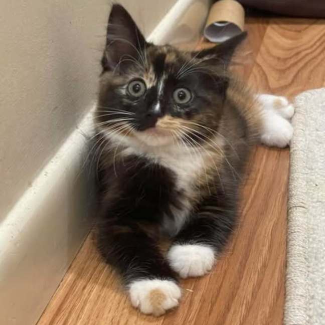 Photo of Cherish