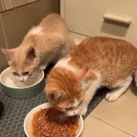Photo of Mochi & Maple * 9 Lives Project Rescue*