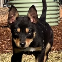 Photo of Dug 😍 Kelpie X, 12 Week Old, Male Puppy