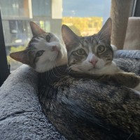 Photo of Meowcolm ** 2nd Chance Cat Rescue **