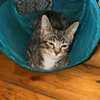 Photo of Marmalade 