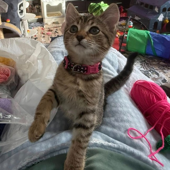 Photo of Zafrina ** 2nd Chance Cat Rescue**