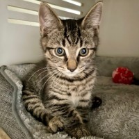 Photo of Drillbit *Meet Me At Petstock Double Bay*