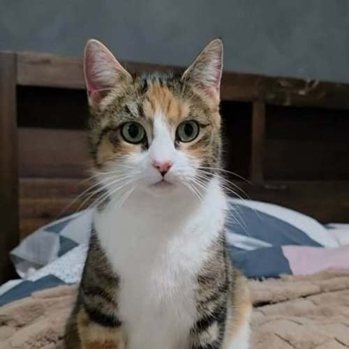 Catness - Domestic Short Hair (DSH) Cat