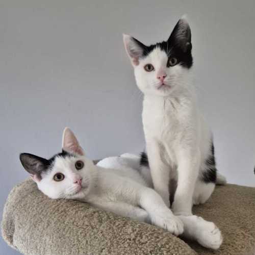 Jayden & Jeremy - Domestic Short Hair (DSH) Cat