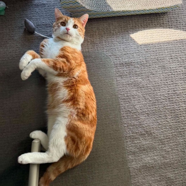 Photo of Toby