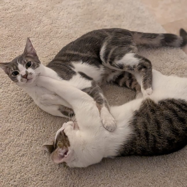 Photo of Chai And Mochi